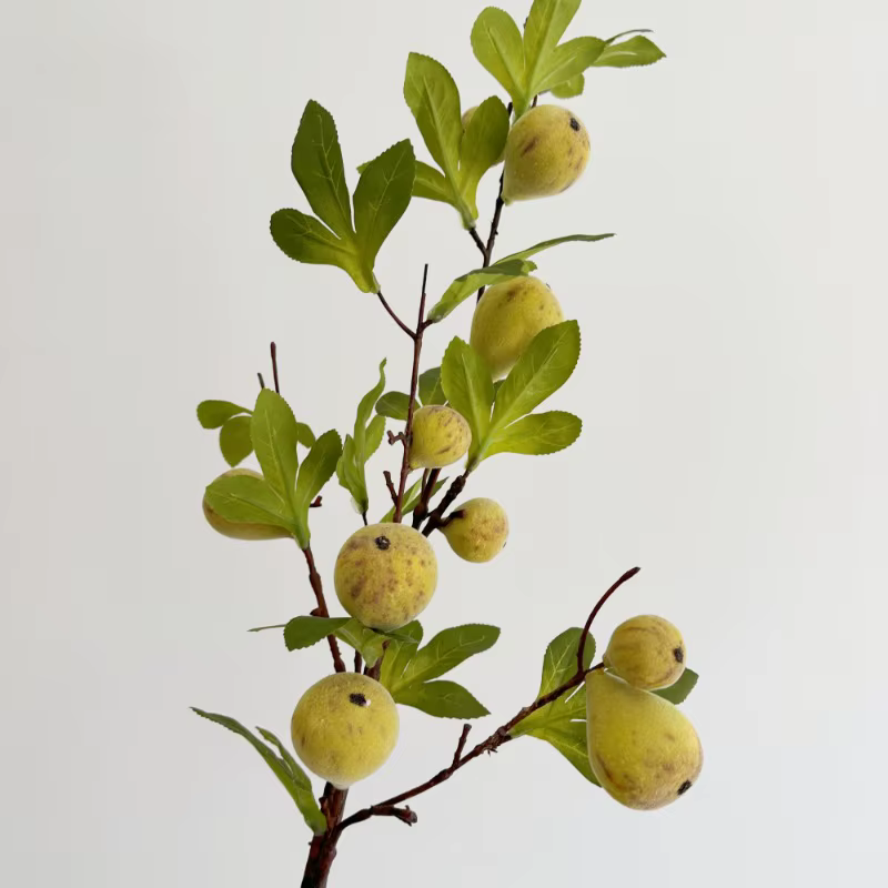 Branche de fausse figue avec fruit