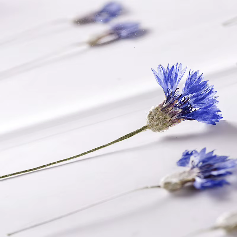 Fleurs de maïs bleues naturelles séchées PMurcia avec tournesols