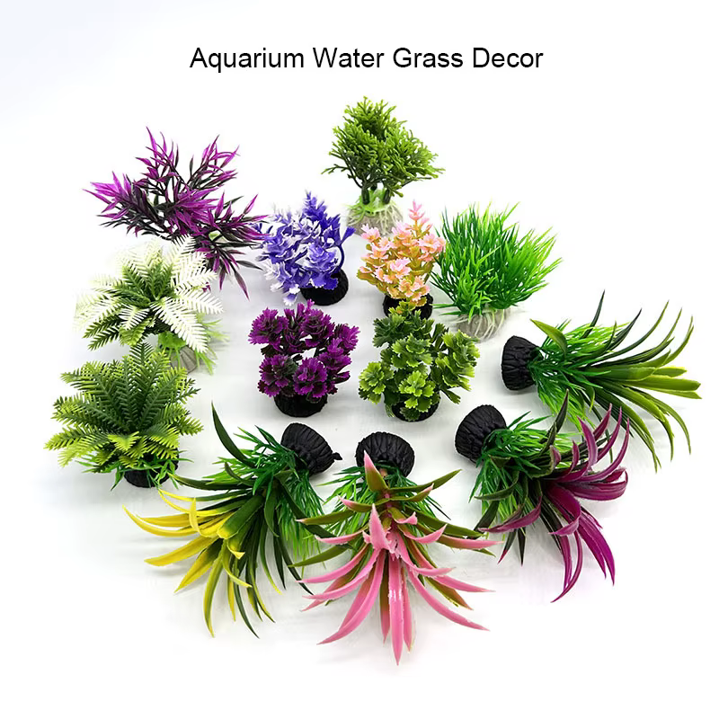 Plantes d'aquarium de petite taille