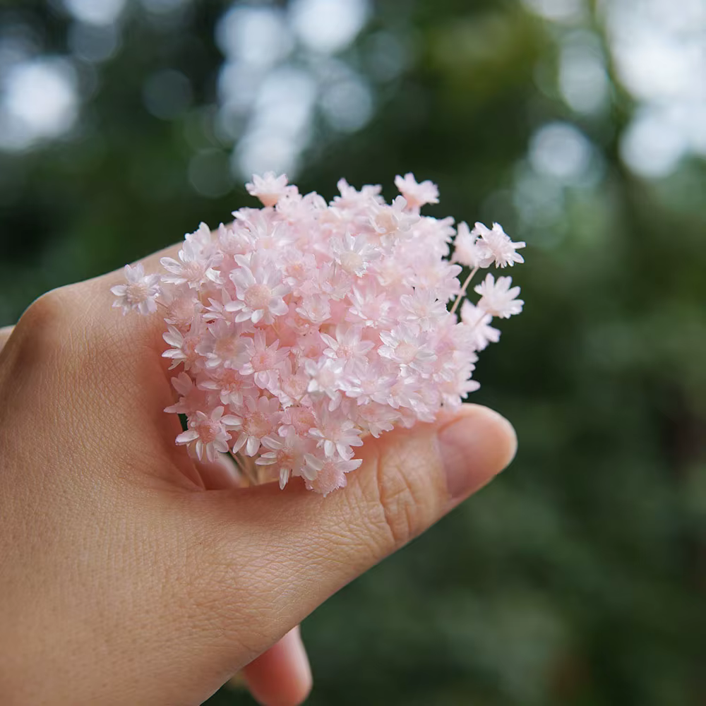 100 pièces/Mini fleurs étoilées séchées Mikado