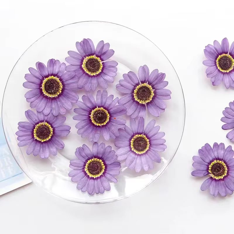 Nature violet/jaune fleur pressée Grandis pétales de chrysanthème