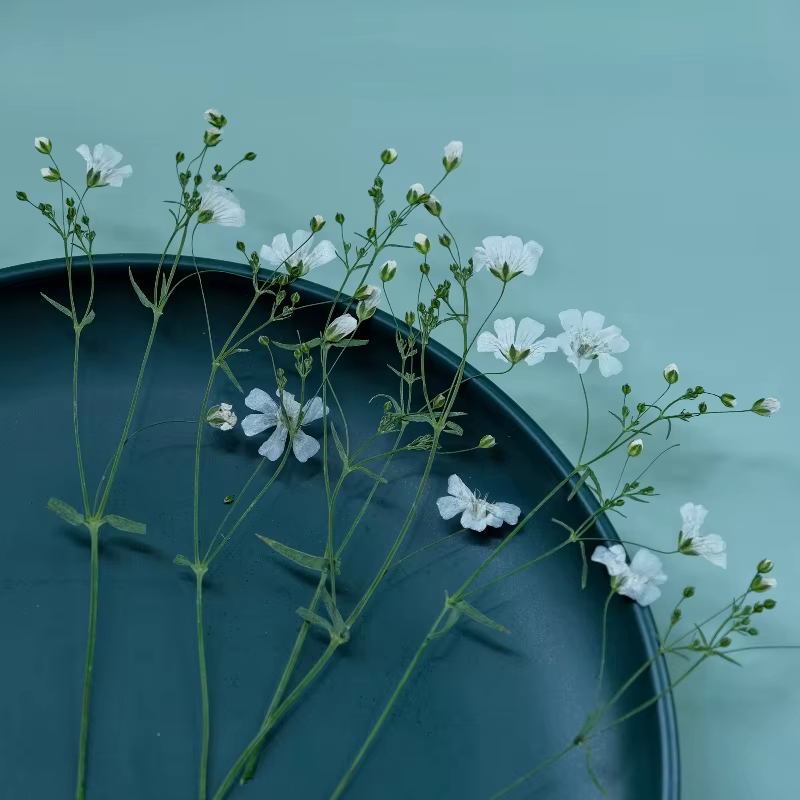 Fleurs séchées de néphra blanche véritable