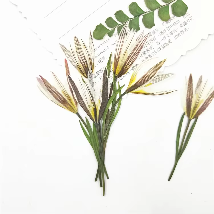 Petites fleurs naturelles de lys séchées