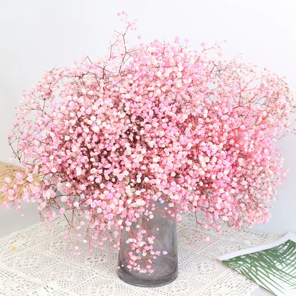 Bouquet de fleurs de gypsophile séchées naturelles