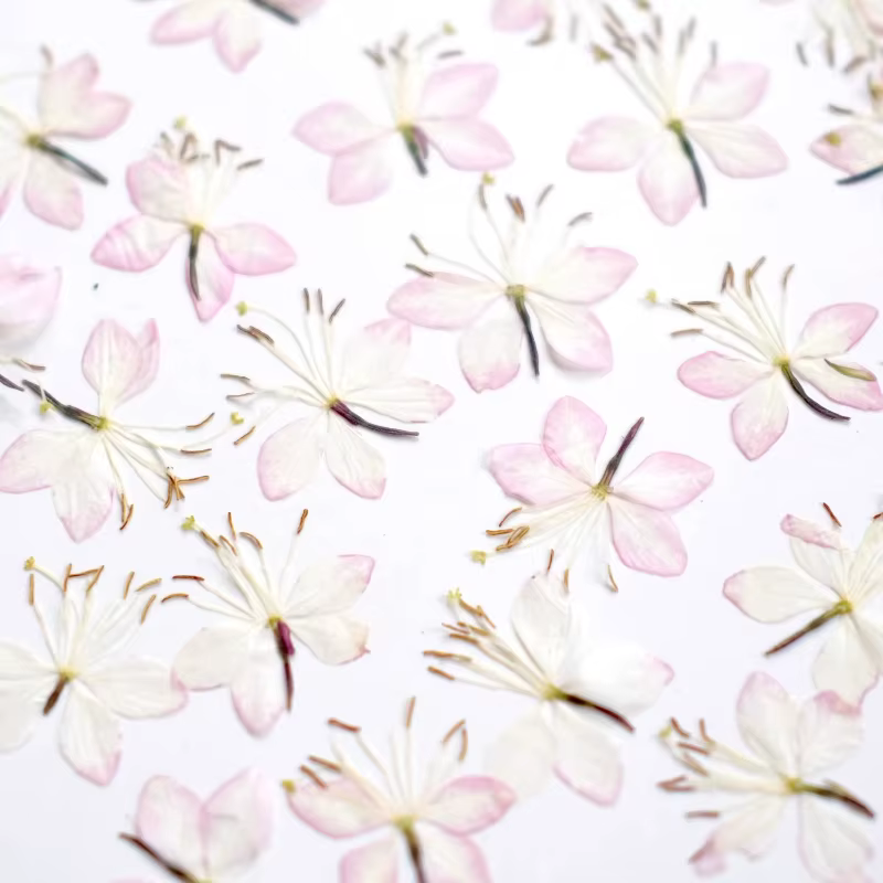 Kit d'échantillons de fleurs pressées séchées