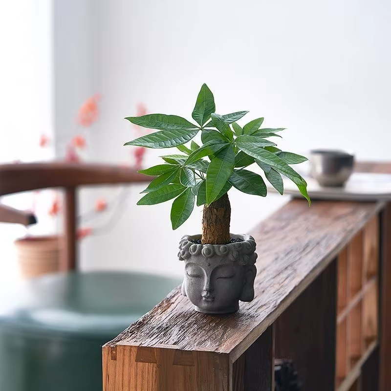 Plante en pot Xiaopan Bodhi