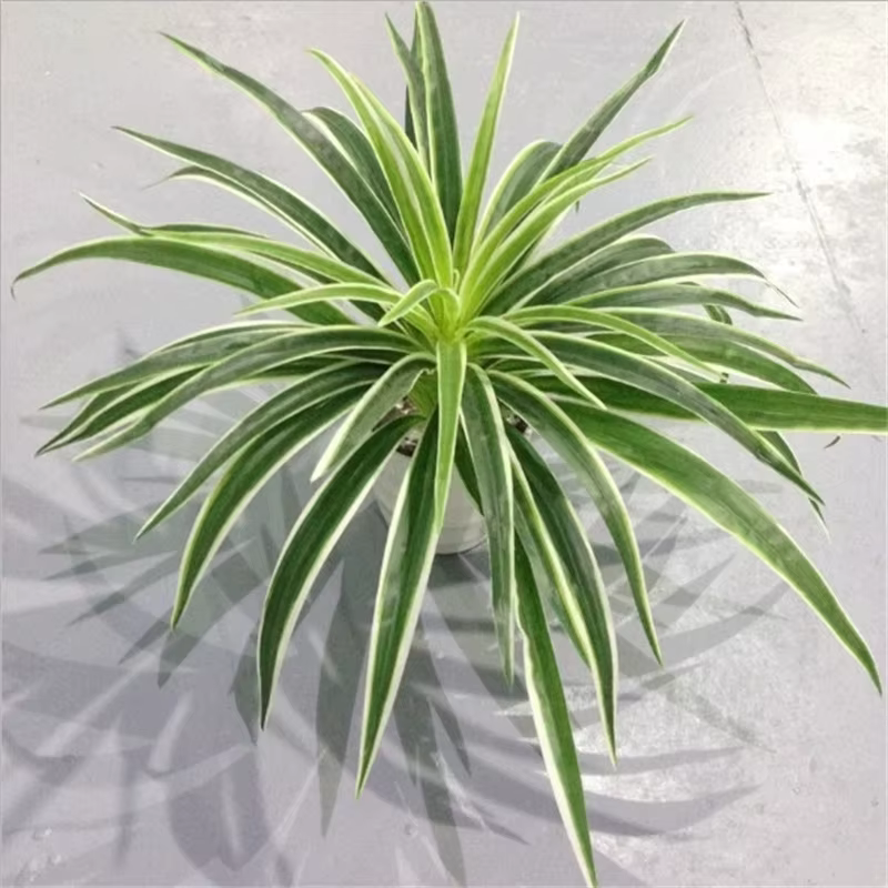 Plantes artificielles en plastique