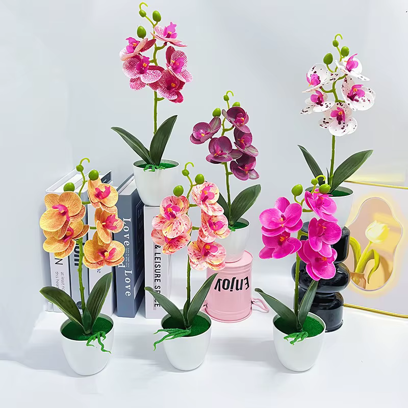 Plantes en pot d'orchidées papillon à 5 fleurs