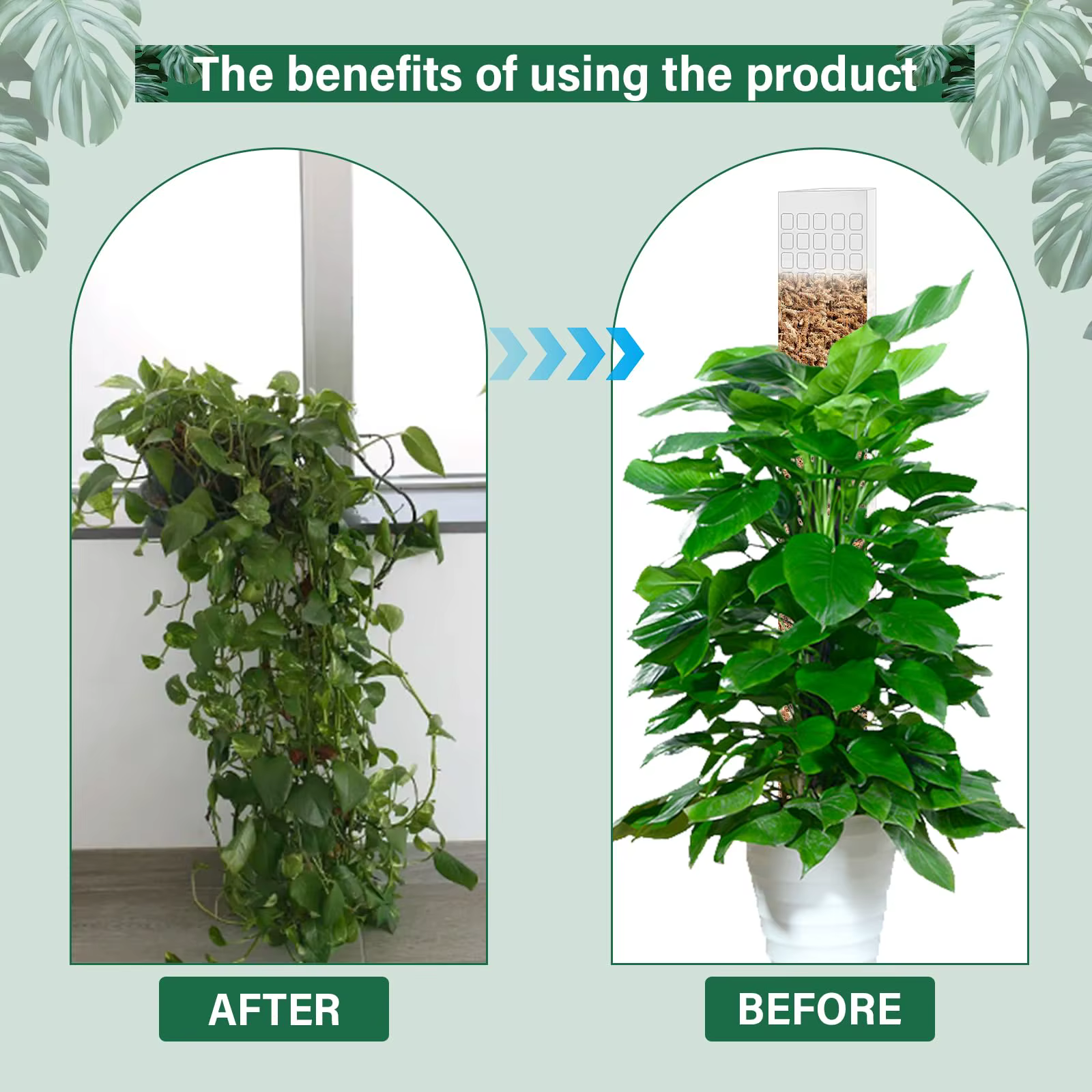 Support de Plantes en Plastique pour Plantes Grimpantes d'Intérieur