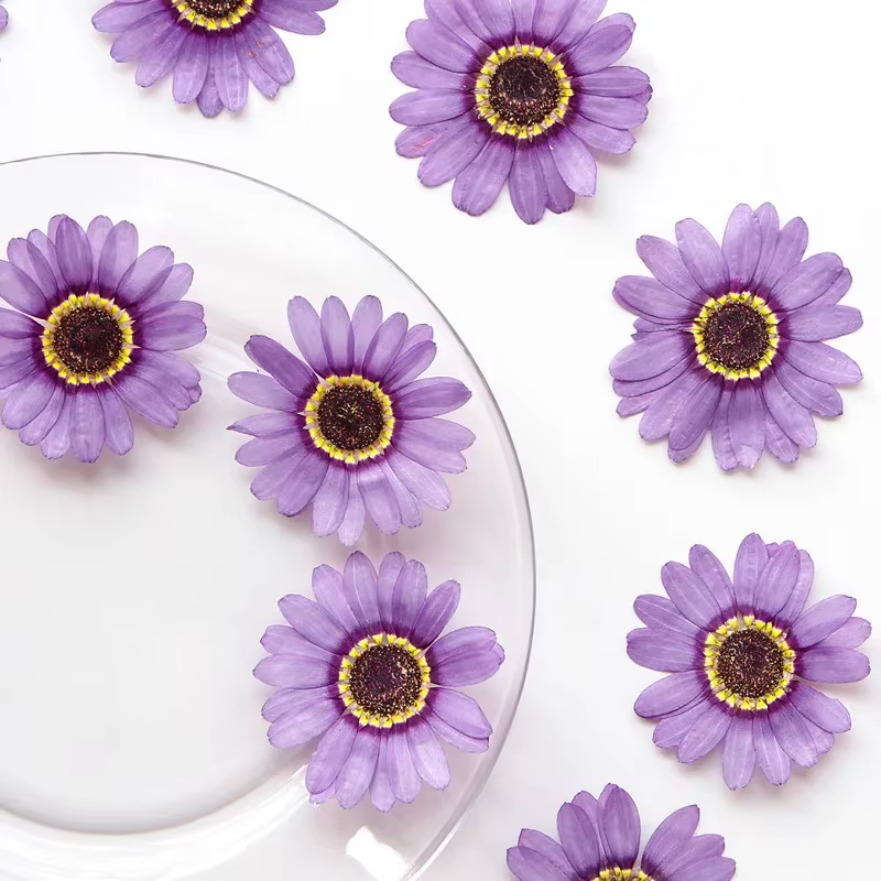 Nature violet/jaune fleur pressée Grandis pétales de chrysanthème
