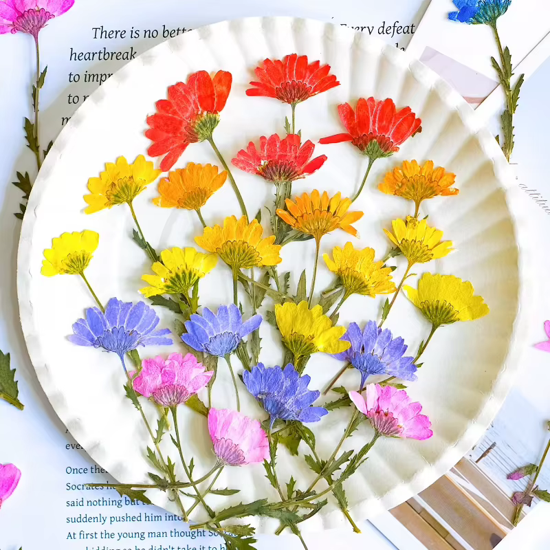 12 pièces, fleurs de chrysanthème séchées