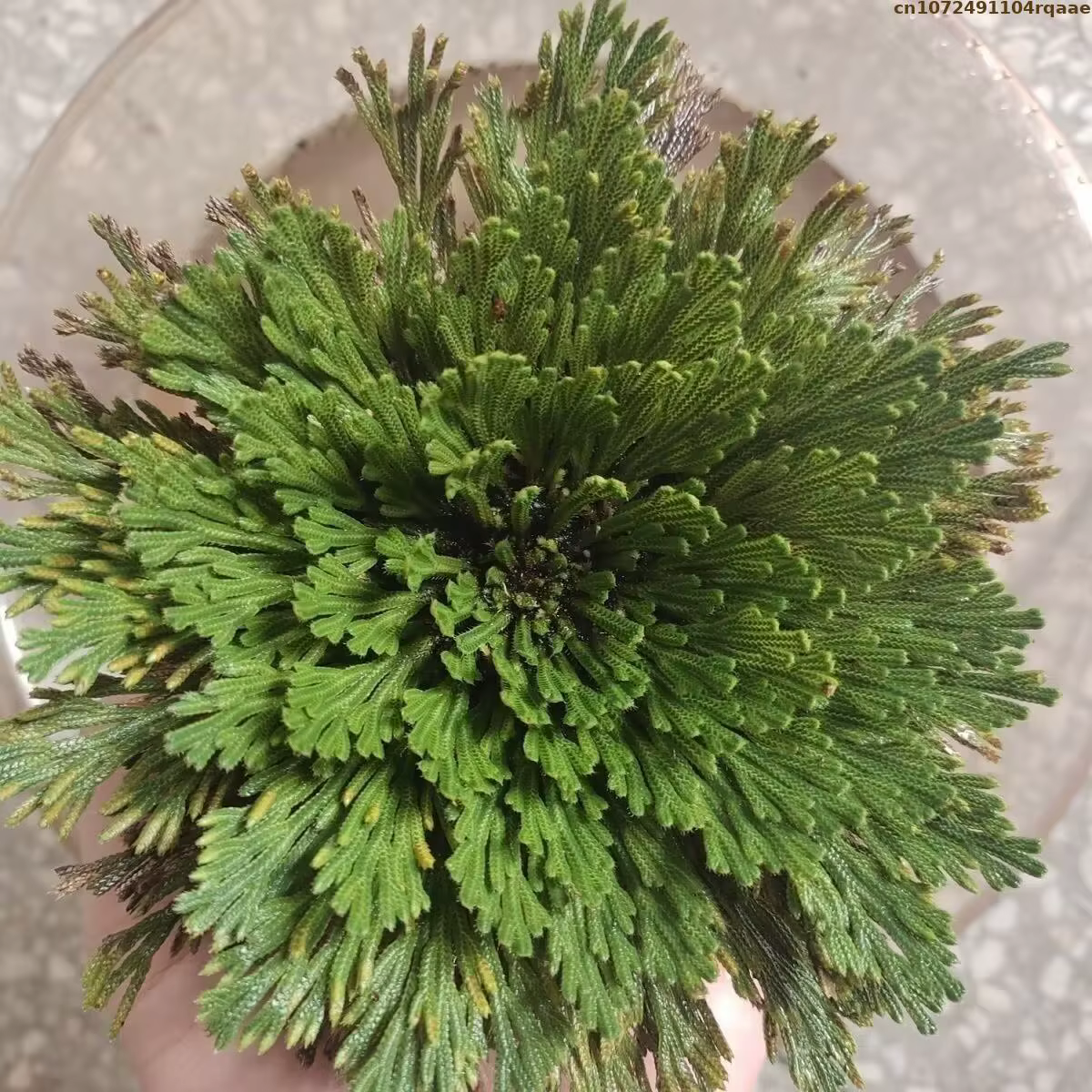 Jericho – boules de Selaginella Tamariscina séchées en Rose naturelle