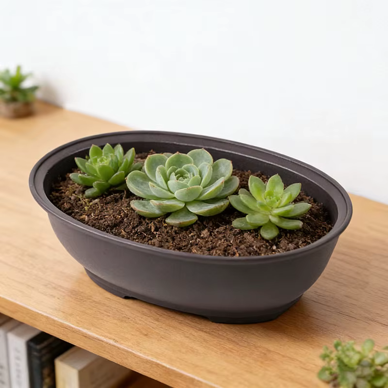 Pots à bonsaï ovales en plastique