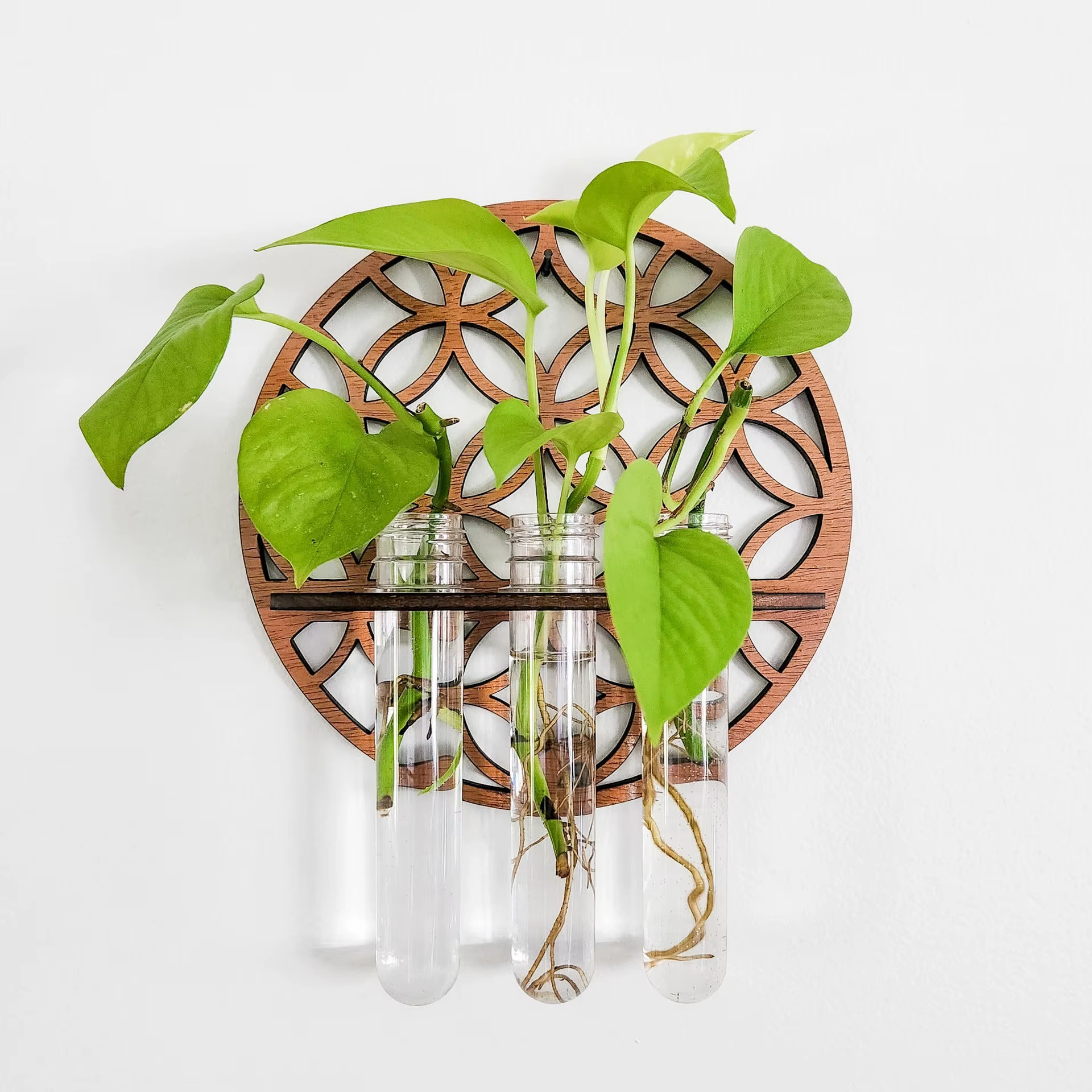 Terrarium vertical avec verre pour plante