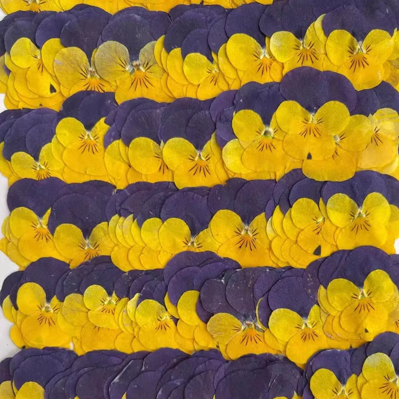 Fleurs séchées PMurcia violet et jaune