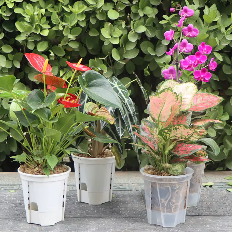 Pot d'orchidée transparent avec trous
