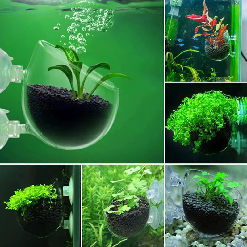 Pot d'Aquarium en Acrylique avec Ventouse pour Plantes d'Eau