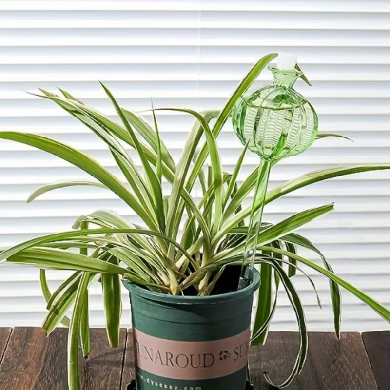 Globes d'Arrosage existent en Verre Durable