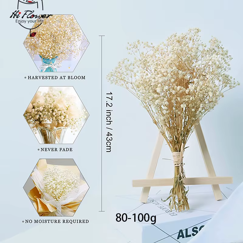Fleurs séchées naturelles conservées Gypsophila Paniculata