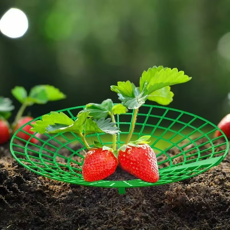 Supports pour plantes à fraises