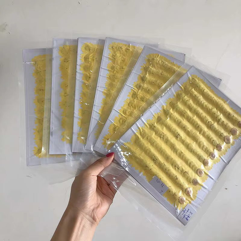 Fleur de chrysanthème aludosum séchée et pressée