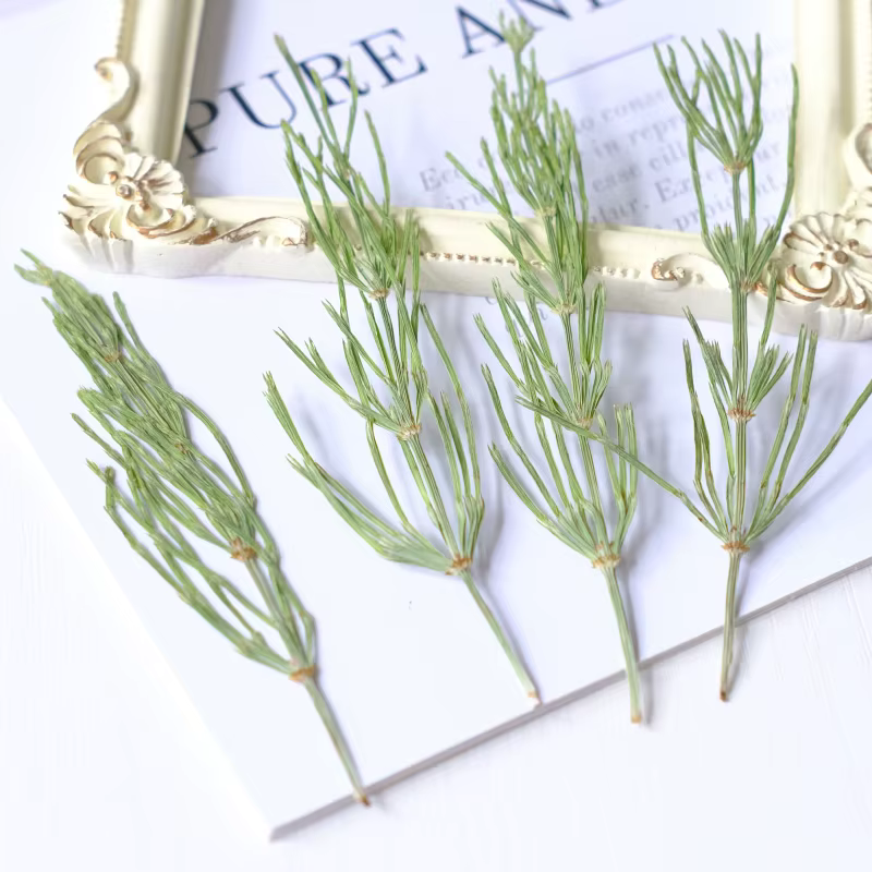 Herbe naturelle en relief fleur immortelle à la main