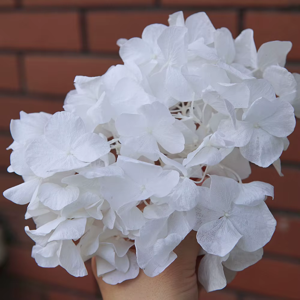 Hortensia gros pétales Macrophylla