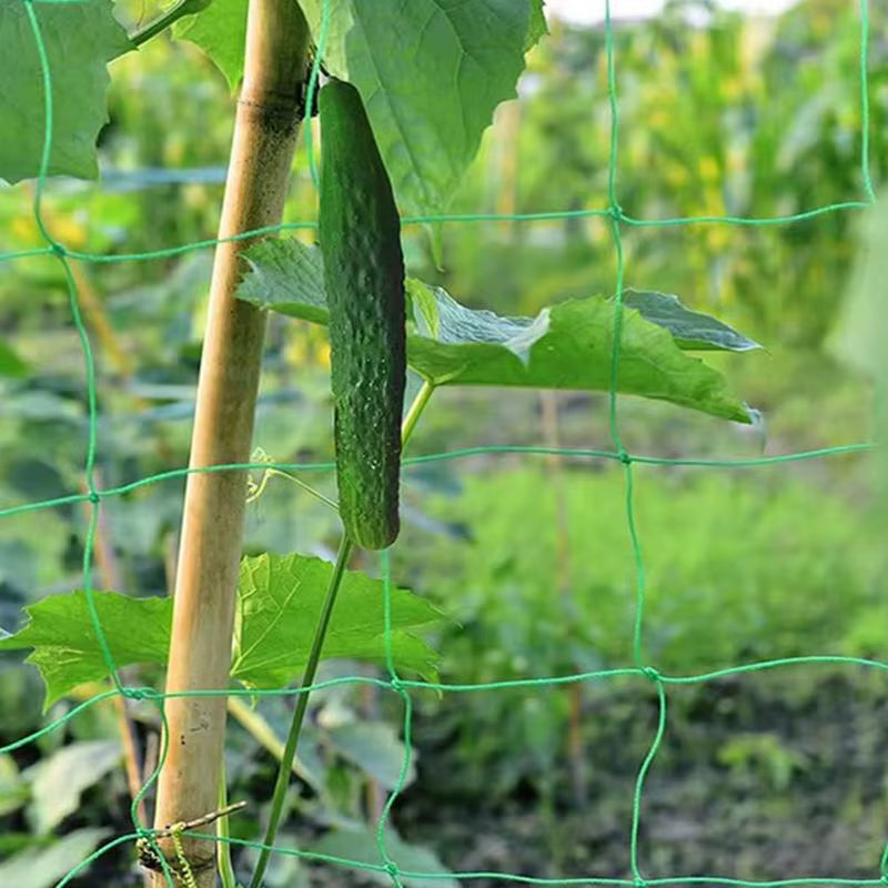 Filet en treillis pour plantes grimpantes
