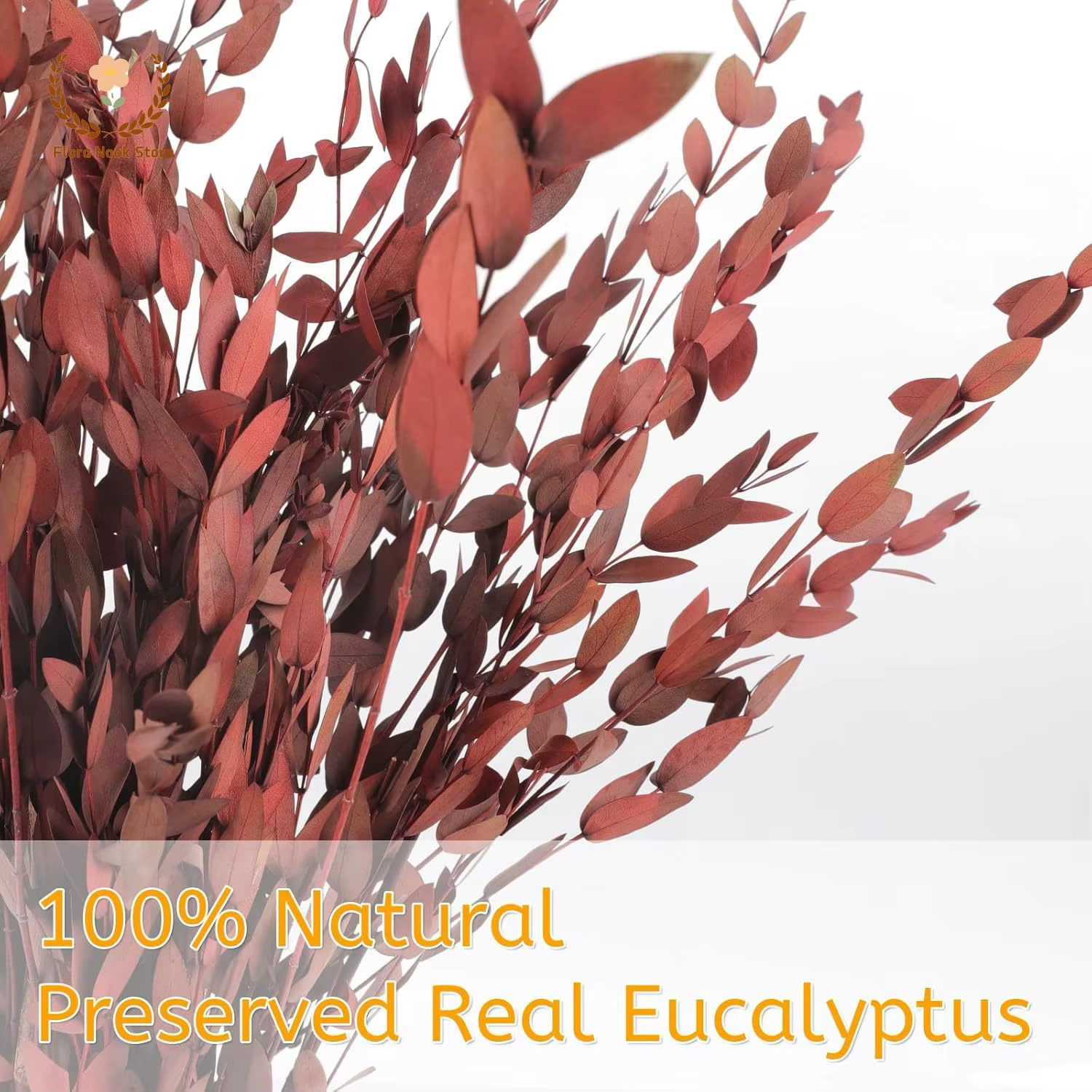 Bouquet de feuilles d'eucalyptus rouge véritable