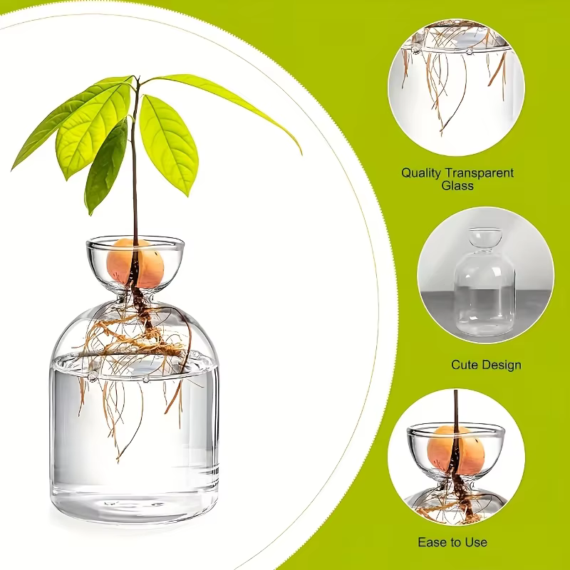 Kit de culture d'avocat - Vase de germination en verre pour les amateurs de jardinage