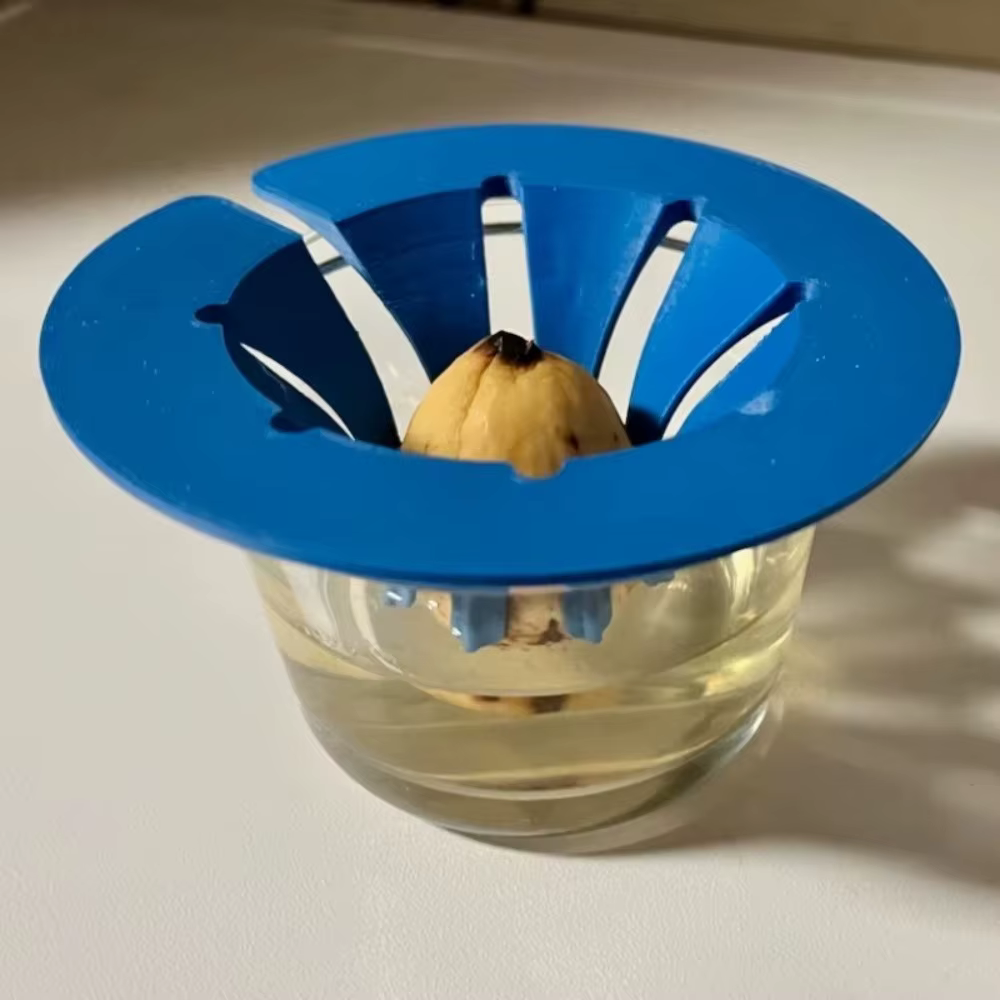 Kit de culture hydroponique pour avocat sans terre