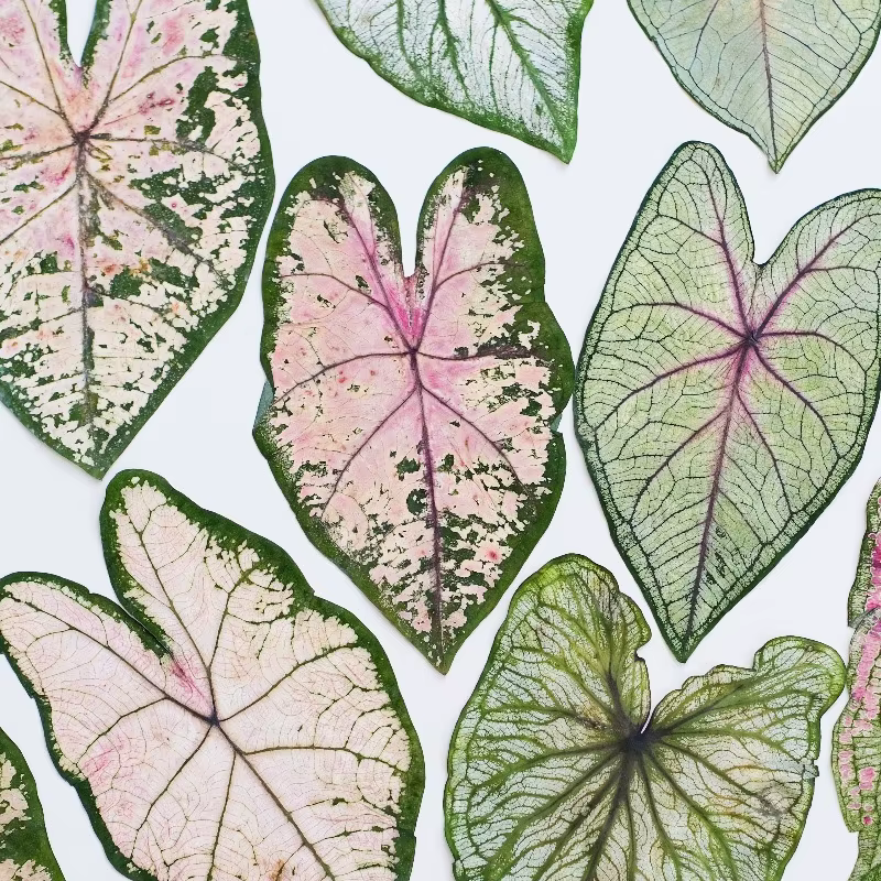 1 pièce, Feuillage de Caladium pressé véritable