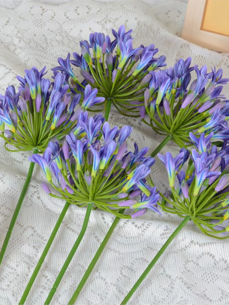 Branche d'agapanthus africaine de luxe