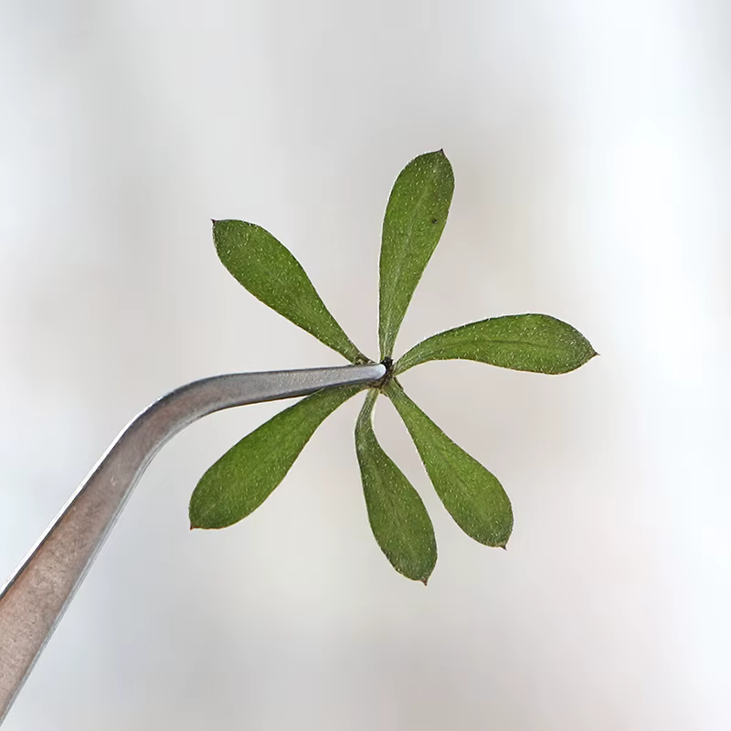 Nature Green Leaves Pressed Flower