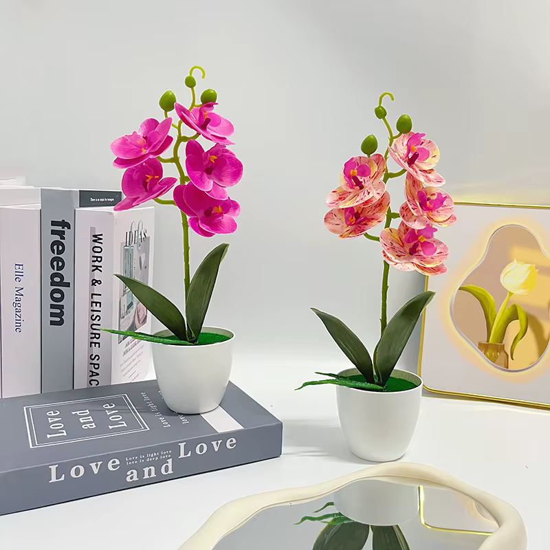 Plantes en pot d'orchidées papillon à 5 fleurs