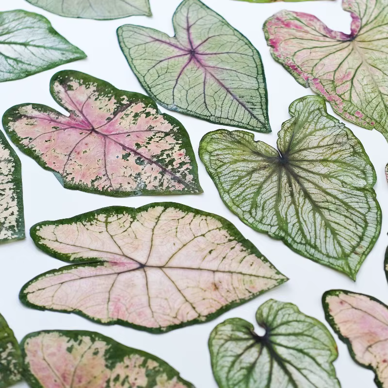 1 pièce, Feuillage de Caladium pressé véritable