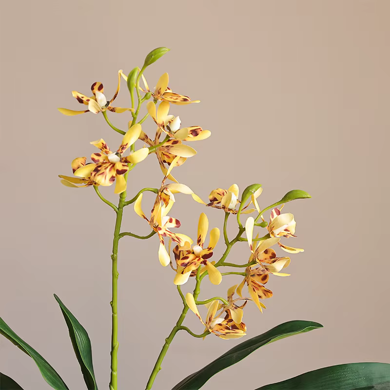 Orchidée papillon au toucher de la main avec feuilles