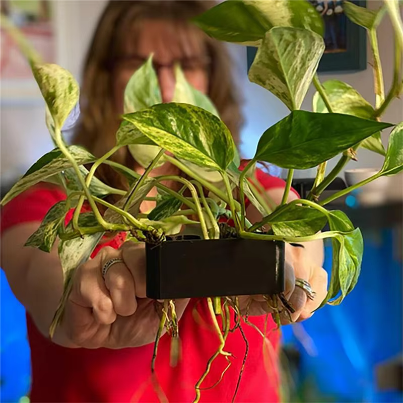 Support de plante d'aquarium suspendu Pot