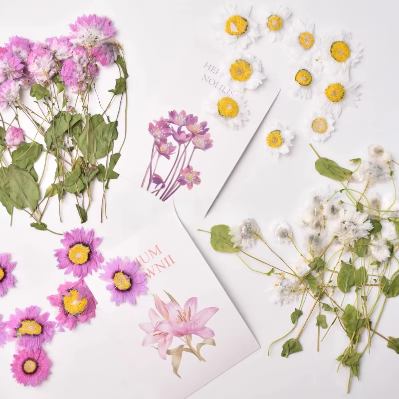 24 pièces, fleur séchée naturelle en relief