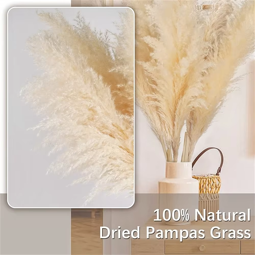 Grand Plume d'herbe de Pampa séchée de 110 à 120cm