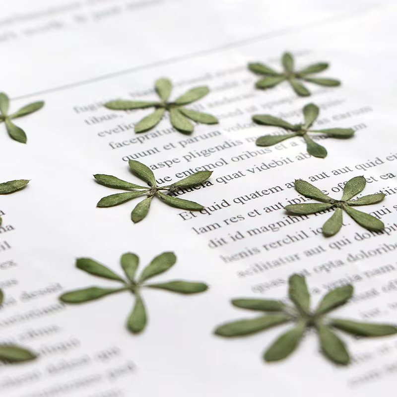 Nature Green Leaves Pressed Flower