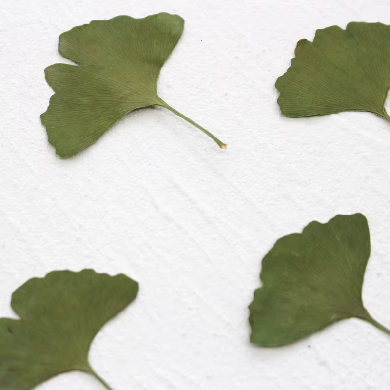 12 pièces/3-5 cm, Feuilles de Ginkgo Biloba véritables pressées