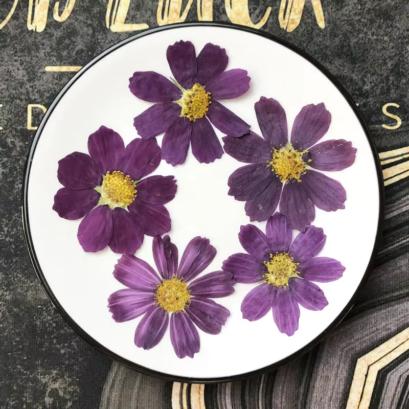 50X séché pressé naturel violet blanc Cosmos Galsang fleurs plante herbier pour carte postale cadre Photo bijoux signet bricolage