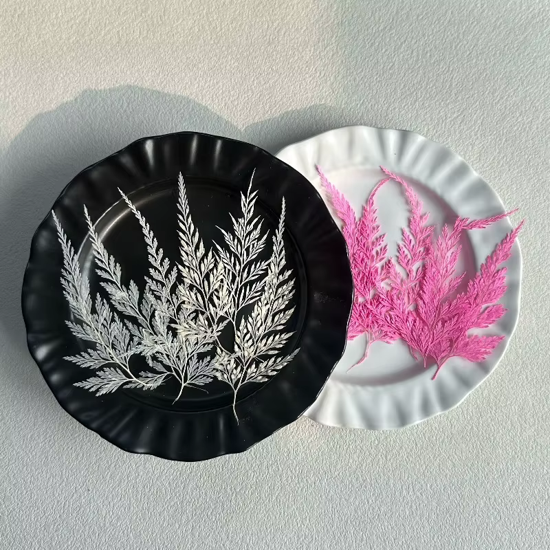 12 pièces, Véritables feuilles de Sphenomeris Chinensis séchées et pressées