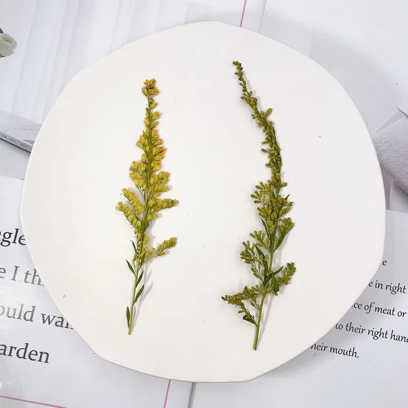Plante en relief de fleur pressée naturelle