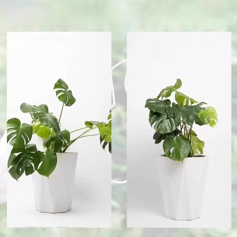 Support de tige de plante à usage intérieur et extérieur