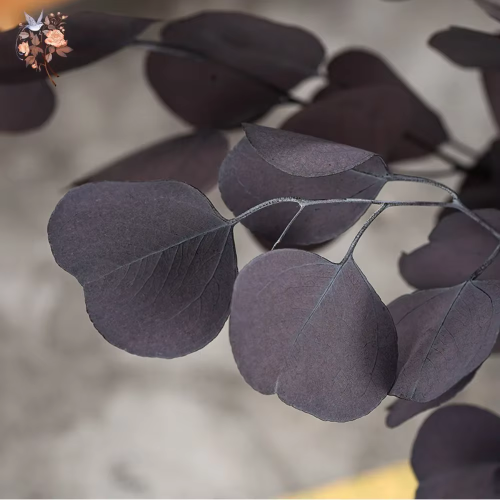 Bouquet de feuilles d'eucalyptus conservées