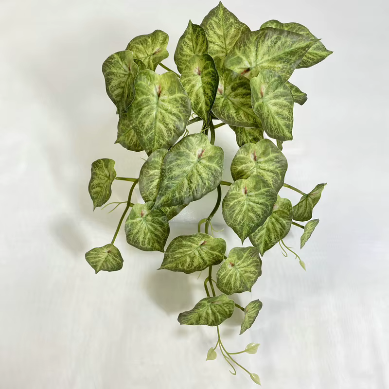 Plante murale de lierre vert