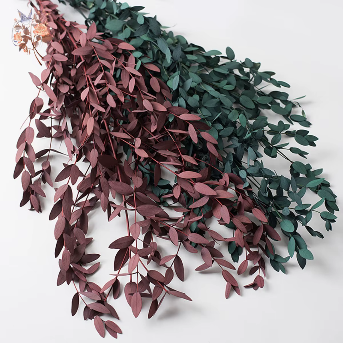 Bouquet de feuilles d'eucalyptus naturelles