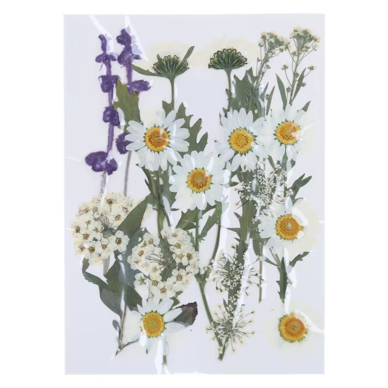 Fleur séchée pressée pour moules en résine